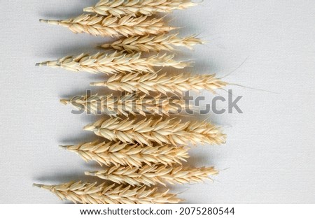 2022 layout of spikelets for bread, neutral, healthy food , life without plastic , minimalism , beautiful background for magazines, simple and beautiful, natural , natural shades 