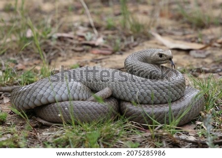 Highly venomous Australian Eastern Brown Snake