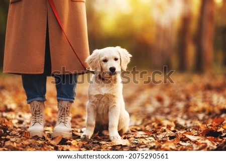 Cute adorable white golden retriever puppy sitting near female legs on road covered with yellow leaves in autumn forest, woman pet owner walking with dog on leash on a fall day outdoors. Cropped shot Royalty-Free Stock Photo #2075290561