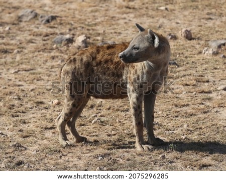 Spotted hyena in the savannah