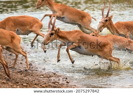 A herd of saigas gallops at a watering place Royalty-Free Stock Photo #2075297842