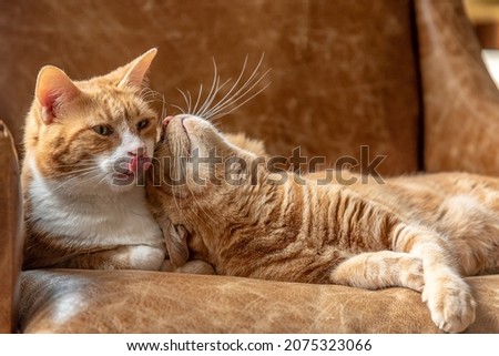 Two ginger sister cats feline laying on a couch cuddling, playing, resting and relaxing. Royalty-Free Stock Photo #2075323066