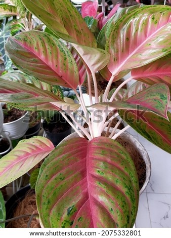 Aglonema red venus is one of the most chosen ornamental plants during the pandemic
