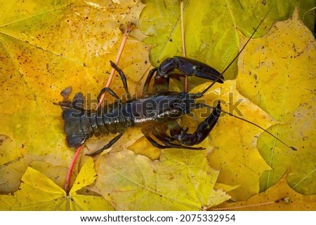 Crayfish in autumn. Signal crayfish, Pacifastacus leniusculus, in colorful maple leaves showing claws. North American crayfish, invasive species in Europe, Japan, California. Freshwater crayfish Royalty-Free Stock Photo #2075332954