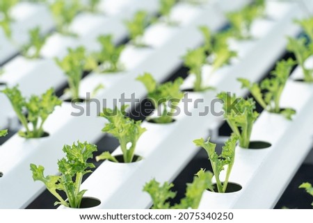 Hydroponic lettuce in hydroponic pipe. plants using mineral nutrient solutions in water without soil. Close up planting Hydroponics plant. Hydroponic Garden. the vegetables are very fresh. Royalty-Free Stock Photo #2075340250