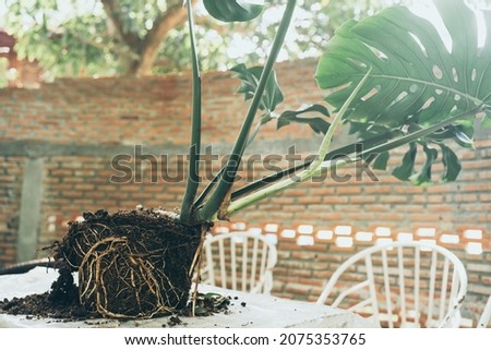 green plant with nature leaf, tree and environmental background in eco concept