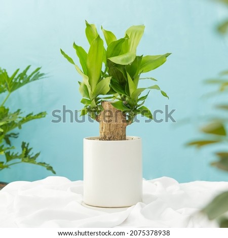 Dracaena fragrans (Dracaena massangeana) planted in a white ceramic pot. Decoration on the desk. Royalty-Free Stock Photo #2075378938