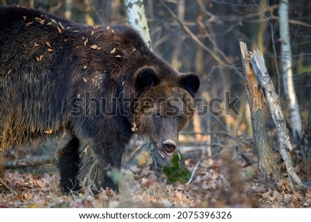 Bear in autumn forest. Ursus arctos, fall colours. Dangerous animal in natural habitat. Wildlife scene