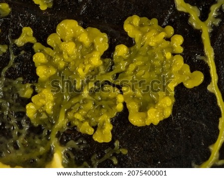 Close-up of the plasmodium of a yellow slime mould or slime mold (Physarum polycephalum) on a dead leaf as it spreads out in search of food Royalty-Free Stock Photo #2075400001
