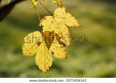  Leaves of a sycamore maple (Acer pseudoplatanus) with yellow autumn color in a park in October                               