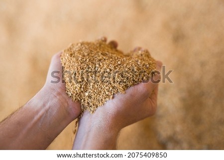 Closeup of handful of soybean hulls in male hands. Concept of organic supplement in production of compound feed for livestock animals Royalty-Free Stock Photo #2075409850
