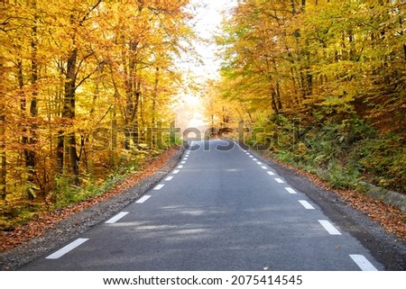 Curving road in autumn forest