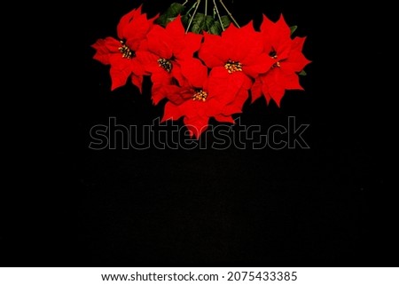 Red Mexican poinsettia flowers to frame Christmas message on black background with golden stars, canes, handmade doll
