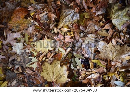 Brown wet leaves on ground in the fall in Ridgewood, New Jersey