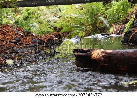 River Flowing With Ferns Growing