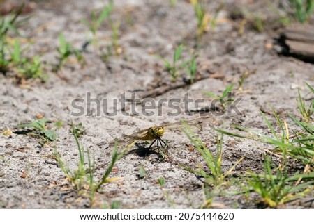 Colorful dragonfly on a sandy path. looks straight into the camera, detailed head. Isolated on natural background.