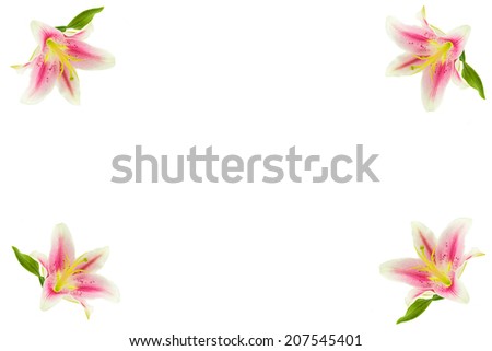 frame of beautiful pink lilly flower with water drop on white background