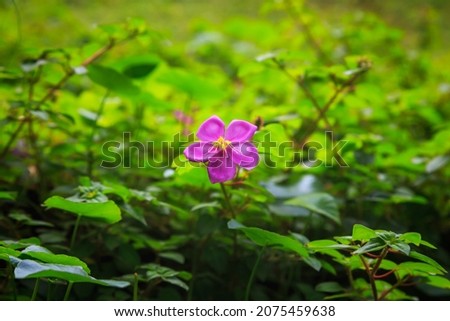 purple flower with yellow pollen in the garden