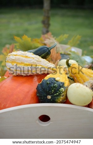 Vintage wheelbarrow full of various shapes pumpkins and apples