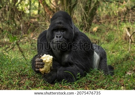 Mountain gorilla - Gorilla beringei, endangered popular large ape from African montane forests, Mgahinga Gorilla National park, Uganda. Royalty-Free Stock Photo #2075476735
