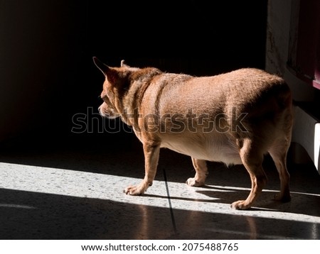Fat pregnant Chihuahua dog standing on the floor in morning light
