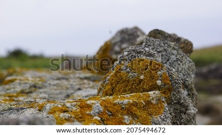 This is a picture of wall made of stone in Normandy. On the stones there are lichen growing and they give a nice yellow and orange colour to the grey rocks.