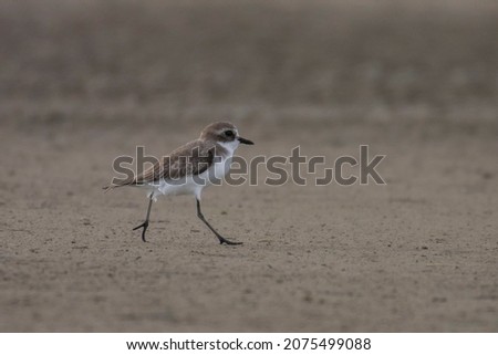 A mangrove bird walking on the sand on nature background