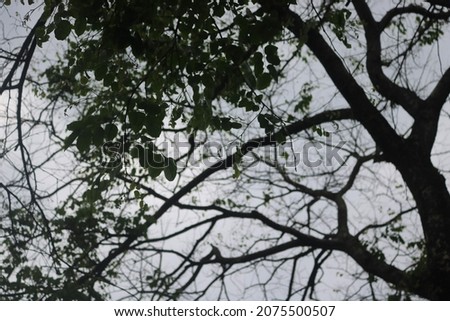 A picture of a tree that doesn't have too many leaves is photographed from below on a cloudy day