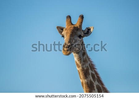Portrait of a giraffe with clear sky background