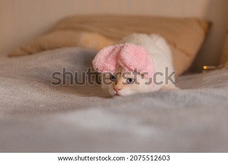Cute funny cat in bunny ears. Cat in suit for Easter. Funny serious cat with pink rabbit ears