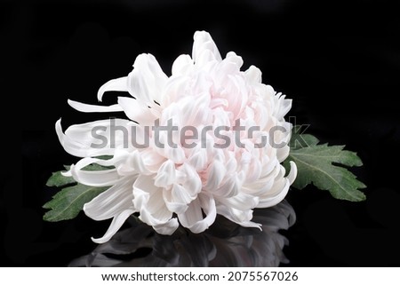 A large flower of a white chrysanthemum of the Gazelle variety on a black background with reflection.
