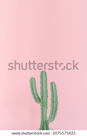 The cactus in front of the pink background.