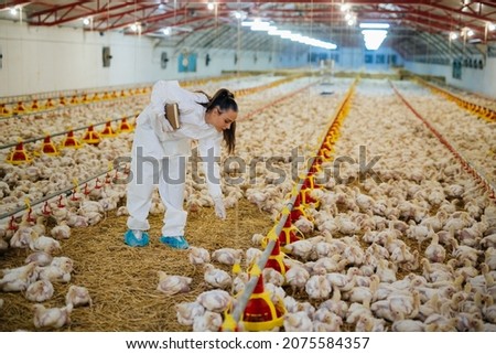 veterinarian examine chicken in farm Royalty-Free Stock Photo #2075584357