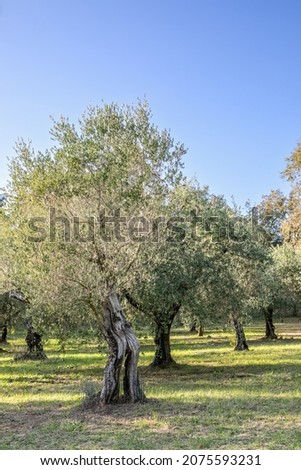 Olive trees after harvest (Vertical photo)