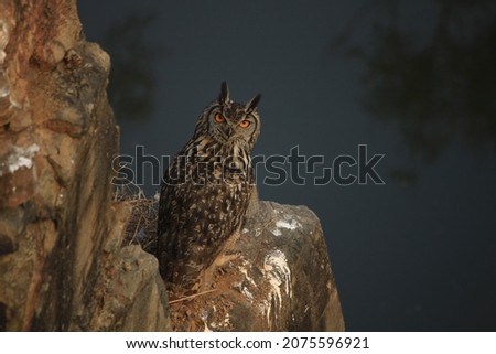 Indian Eagle Owl- India's largest owl, Indian Eagle Owl found in Indian subcontinent. Usually found in Grassland and arid landscape. 