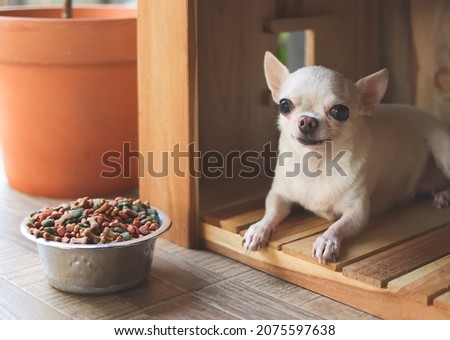 Portrait of white short hair  chihuahua dog  lying down  in  wooden doghouse  with dog food bowl, looking at camera.