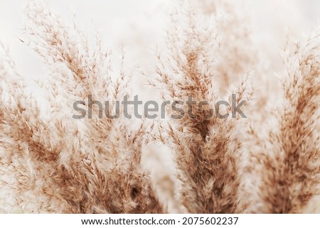 pampas grass neutral beige color background close up. Plant texture. Scandinavian minimalistic  home design poster.