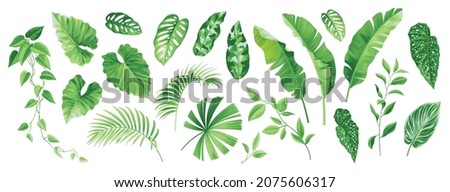 Collection of exotic tropical leaves: Rhopalostylis, Monstera, Areca, Banana, climber. Hawaiian plants set.  Vector elements isolated on a white background. Realistic botanical illustration. 
