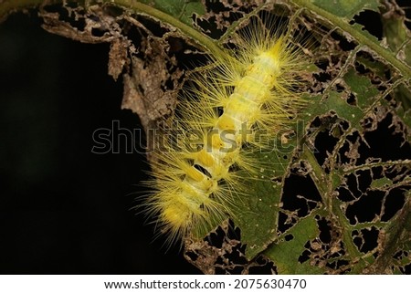 A bright yellow caterpillar is eating young leaves 