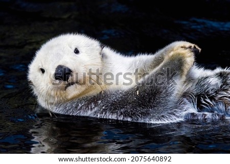 Sea Otter (Enhydra lutris) Floating on the Water- Captivity Animal