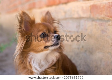Chihuahua. Red-haired dog. Fluffy dog ​​with long hair. Puppy. Little Dog in nature. Chihuahua licks its lips. The dog stuck out its tongue. Cute animals.