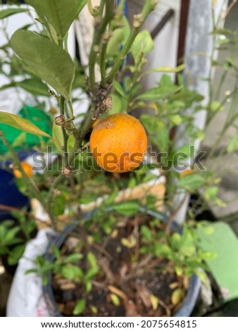 Small orange trees are planted in front of the house to be beautiful