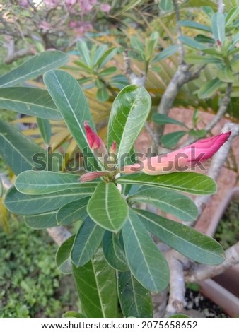 beautiful frangipani flowers and many colors