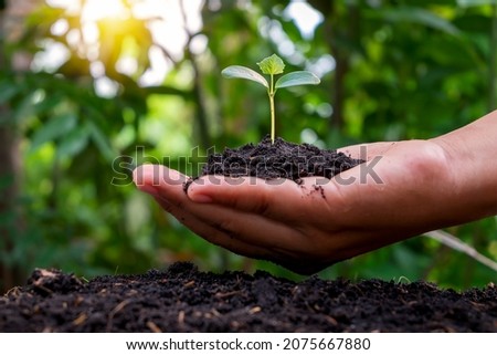 Farmer's hands planted saplings on the ground and the green background blur with afforestation and social afforestation concepts. Royalty-Free Stock Photo #2075667880