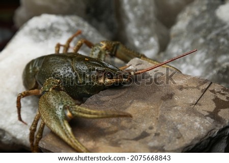 live, river food. Living crayfish in water. Cancers. Large lobster.