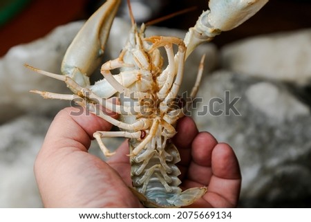live, river food. Living crayfish in water. Cancers. Large lobster.