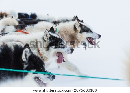 Husky dogs running on frozen sea pulling a sledge Royalty-Free Stock Photo #2075680108