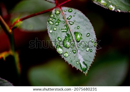 Rose leaf with water drops, close-up, copy space, template, background, postcard