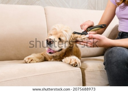 An American spaniel lies on a beige sofa while his ears are being combed. Royalty-Free Stock Photo #2075688973