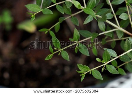 Henna leaves (Lawsonia inermis) with natural soft background for copyspace. (Selective focusing)